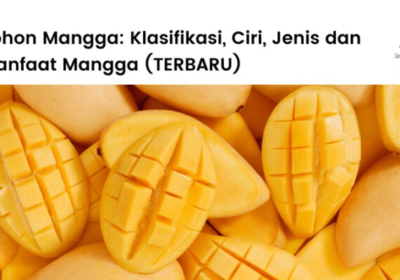 manfaat buah mahoni untuk kecantikan_a16d794e0.jpg