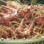 Apa Manfaat Jahe Merah Amh