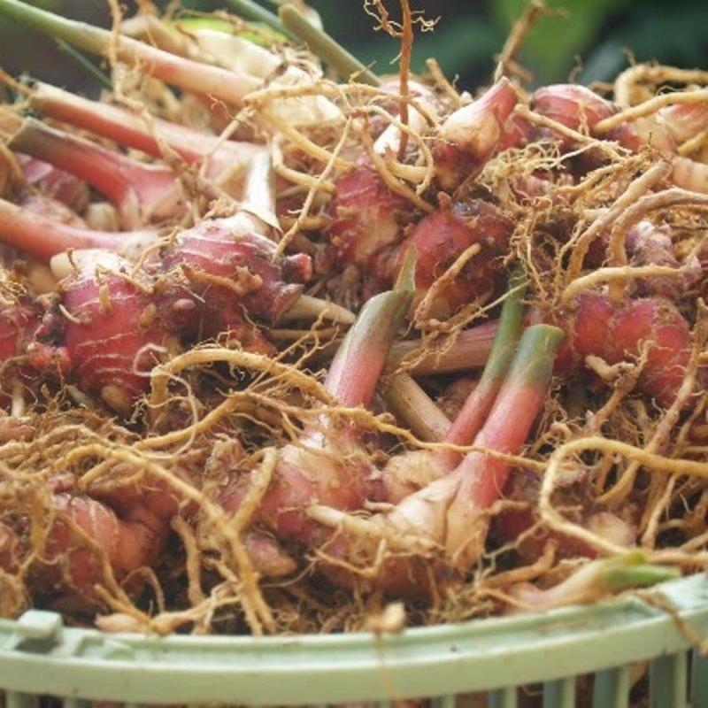 Apa Manfaat Jahe Merah Amh