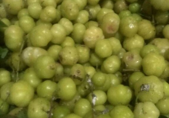 buah cermai untuk ibu hamil_1275799f0.jpg