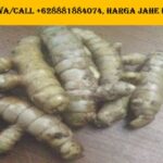 Khasiat Jahe Emprit Untuk Pria