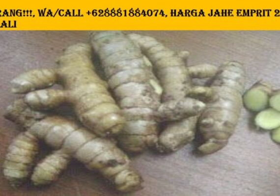 khasiat jahe emprit untuk pria_44cecbcdb.jpg