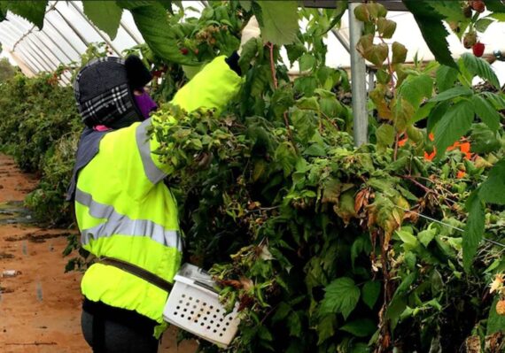 lowongan kerja australia perkebunan 2020_7989c4da3.jpg