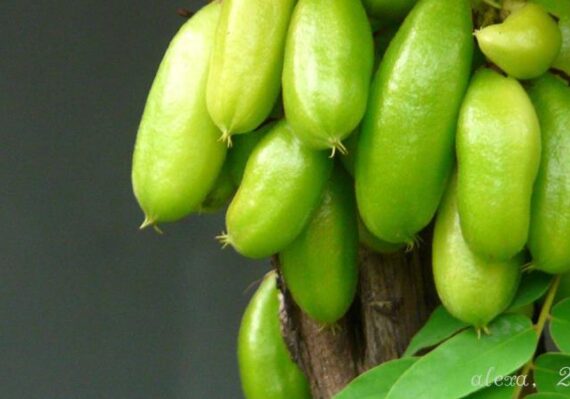 manfaat belimbing wuluh untuk kecantikan_a5a9644f7.jpg