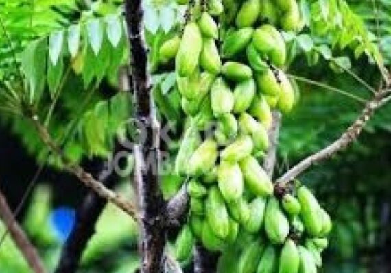 manfaat belimbing wuluh untuk mata_7ff5d6832.jpg