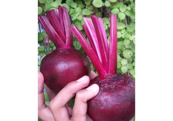 manfaat buah bit bagi kesehatan_84069e2e2.jpg