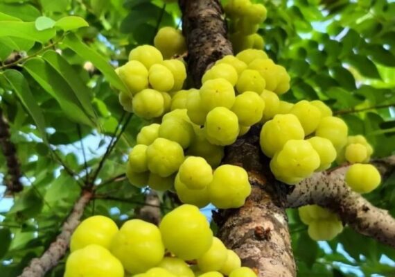 manfaat buah cermai untuk kesehatan_ad4b544ff.jpg