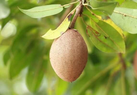 manfaat buah sawo muda untuk lambung_2fb46863a.jpg
