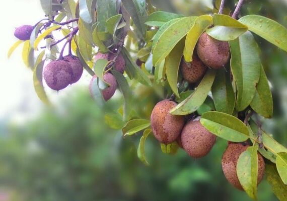 manfaat buah sawo untuk kesehatan_2ac4a1399.jpg