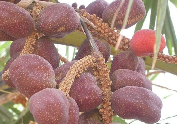 manfaat buah sawo untuk penderita diabetes_ea2304ad2.jpg