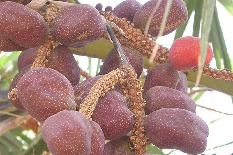 Manfaat Buah Sawo Untuk Penderita Diabetes