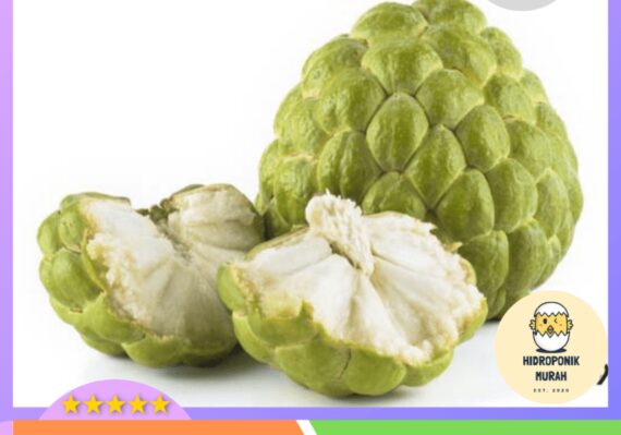 manfaat buah srikaya untuk kecantikan_f9975d9dc.jpg