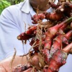 Manfaat Gula Merah Dan Jahe