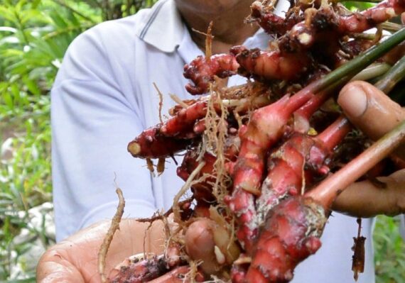manfaat gula merah dan jahe_d73979e30.jpg