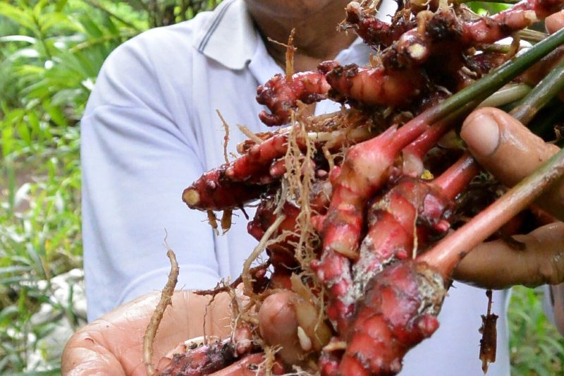 Manfaat Gula Merah Dan Jahe