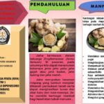 Manfaat Jahe Bagi Kesehatan Tubuh Manusia