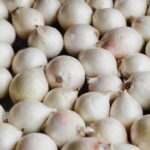Manfaat Jahe Sama Bawang Putih