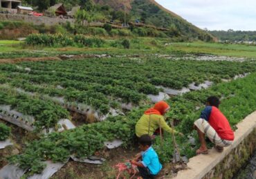 penginapan di senaru lombok utara_0d8c2cf24.jpg