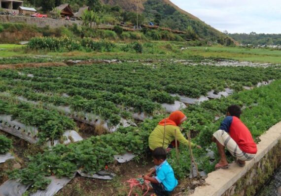 penginapan di senaru lombok utara_0d8c2cf24.jpg