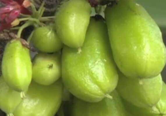 manfaat belimbing wuluh untuk diabetes_f4352147f.jpg