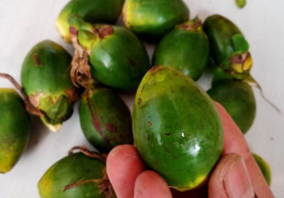 manfaat buah pinang muda untuk diabetes_e654f4dd3.jpg