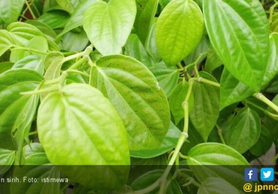 mengolah daun sirih untuk obat keputihan_cdba15c4c.jpg
