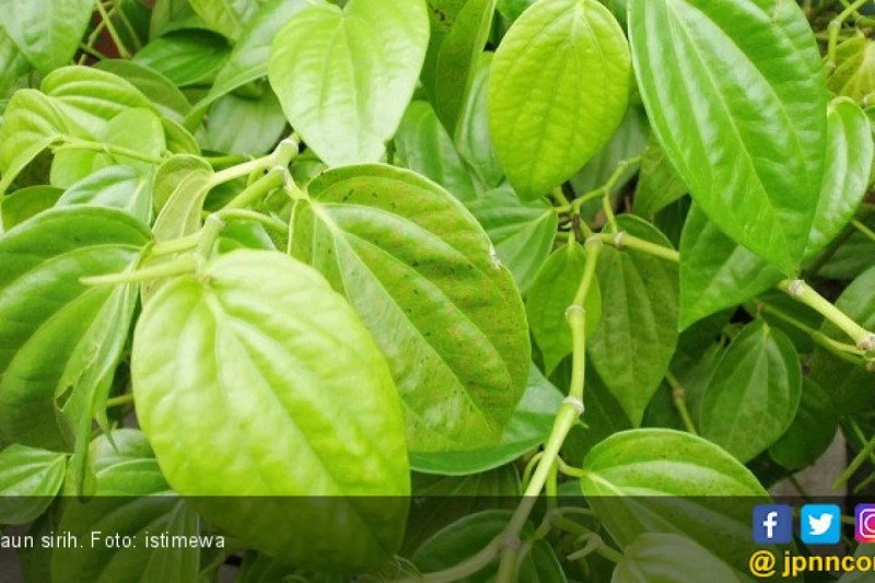 Mengolah Daun Sirih Untuk Obat Keputihan
