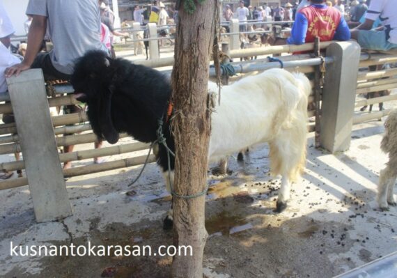 peternakan kambing etawa di blitar_50b5772df.jpg