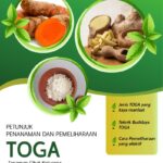 Temulawak Kunyit Jahe Dan Kencur Merupakan Contoh Tanaman