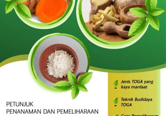 temulawak kunyit jahe dan kencur merupakan contoh tanaman_6792f8ea5.jpg